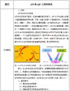 2018下半年高中生物教师资格证面试真题：ATP和ADP的转化